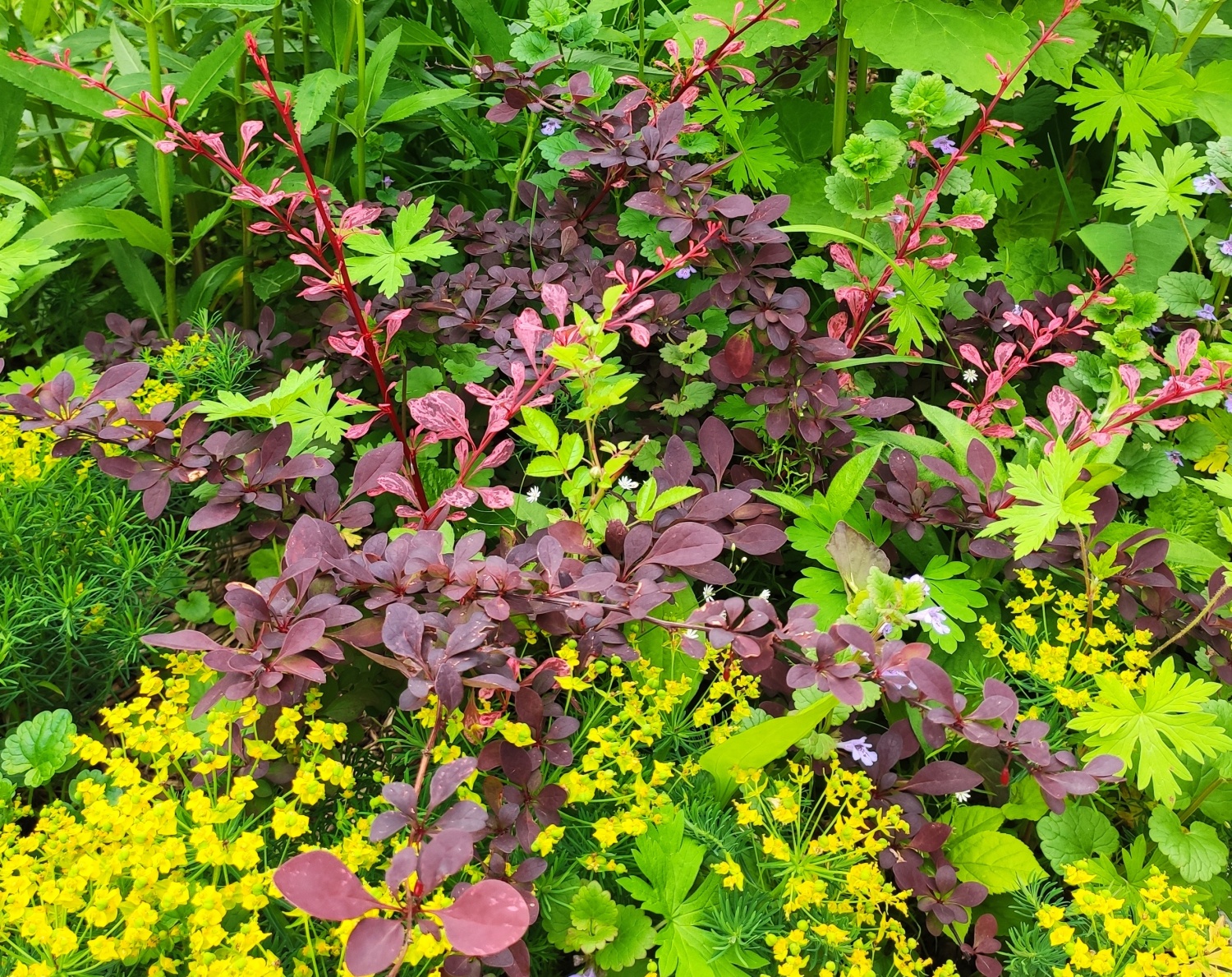 Барбарис разноцветоножковый Барбарис разноцветоножковый