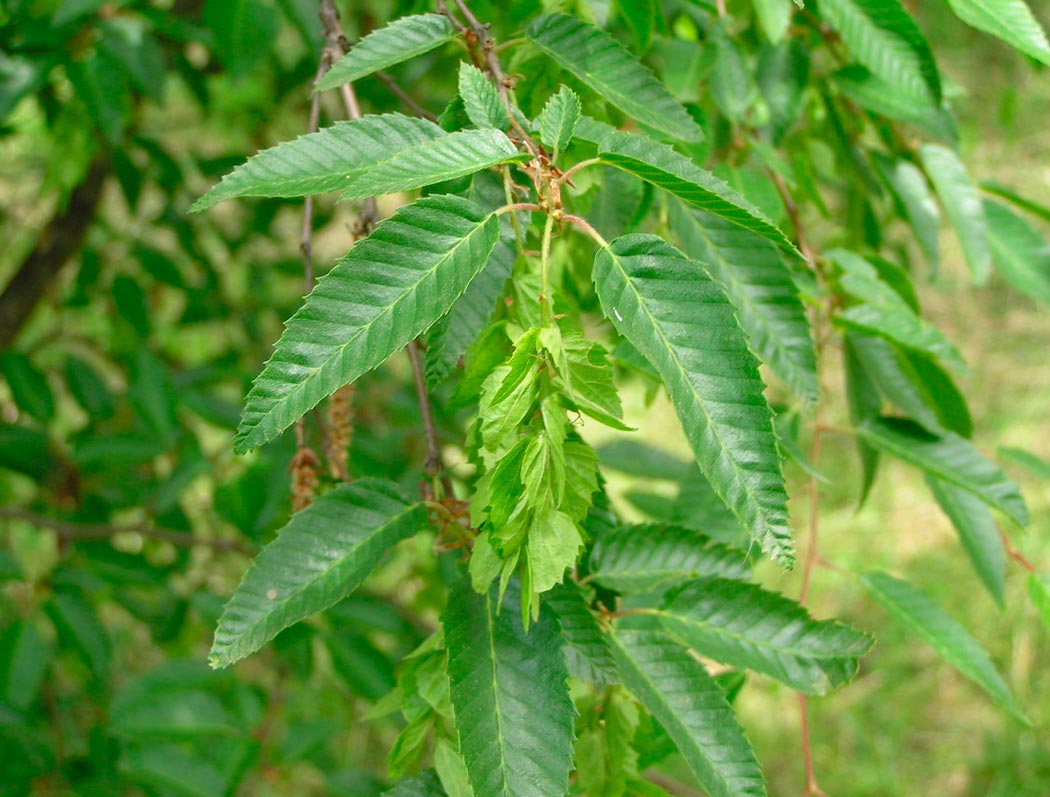 Граб восточный Граб восточный