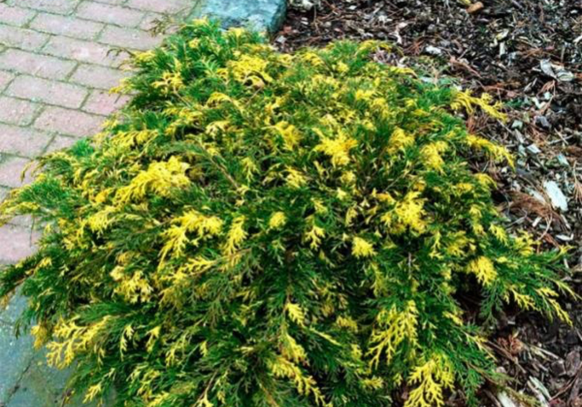 Микробиота