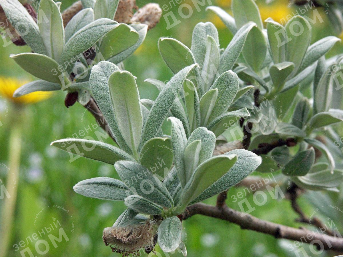 Ива мохнатая