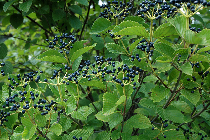 Калина зубчатая Калина зубчатая