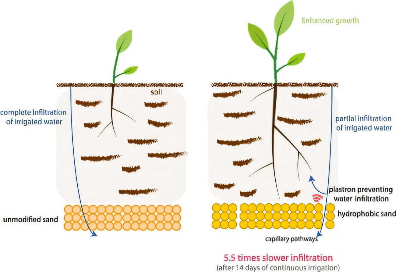 Каштан американский