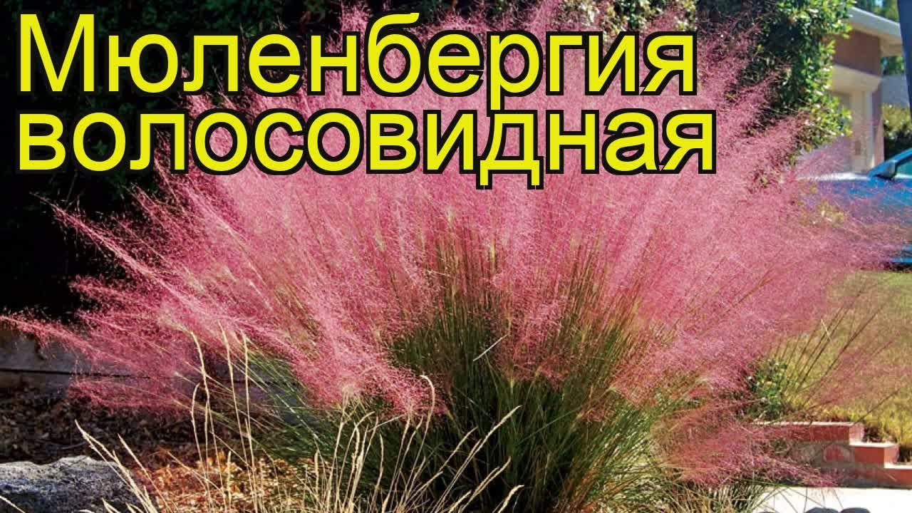 Бангия Бангия