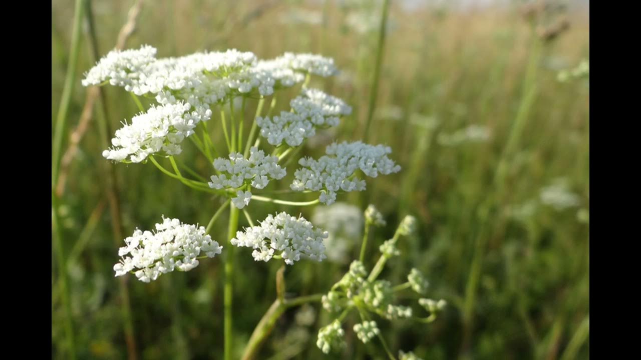 Бедренец большой