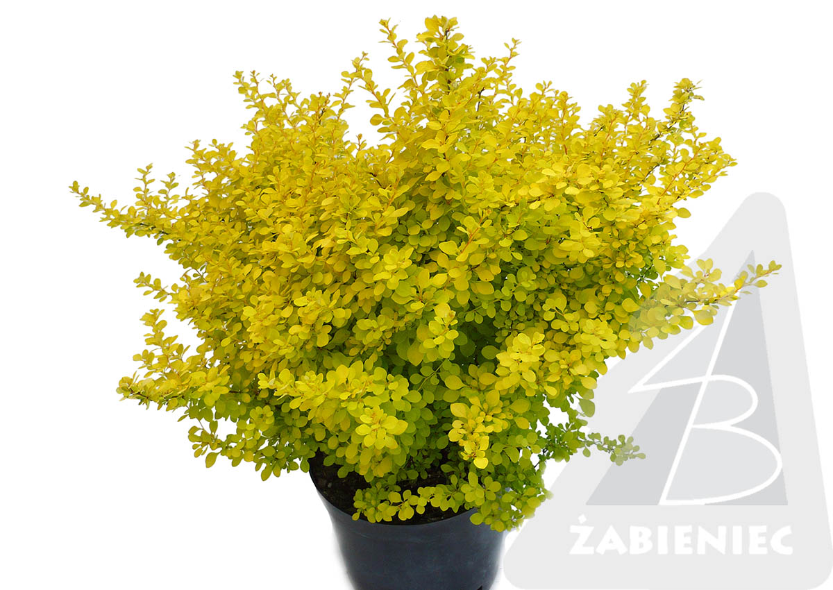 Барбарис Пуаре