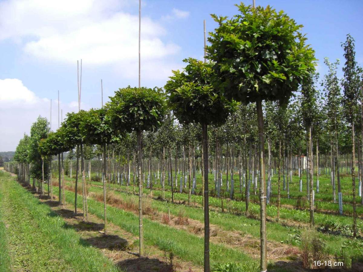 Дуб болотный