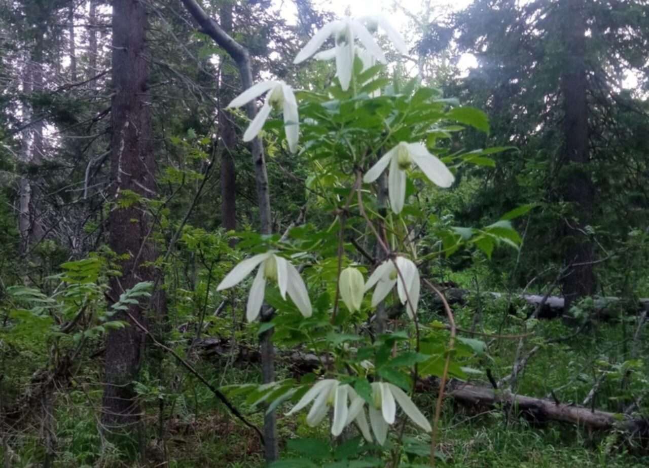 Княжик сибирский