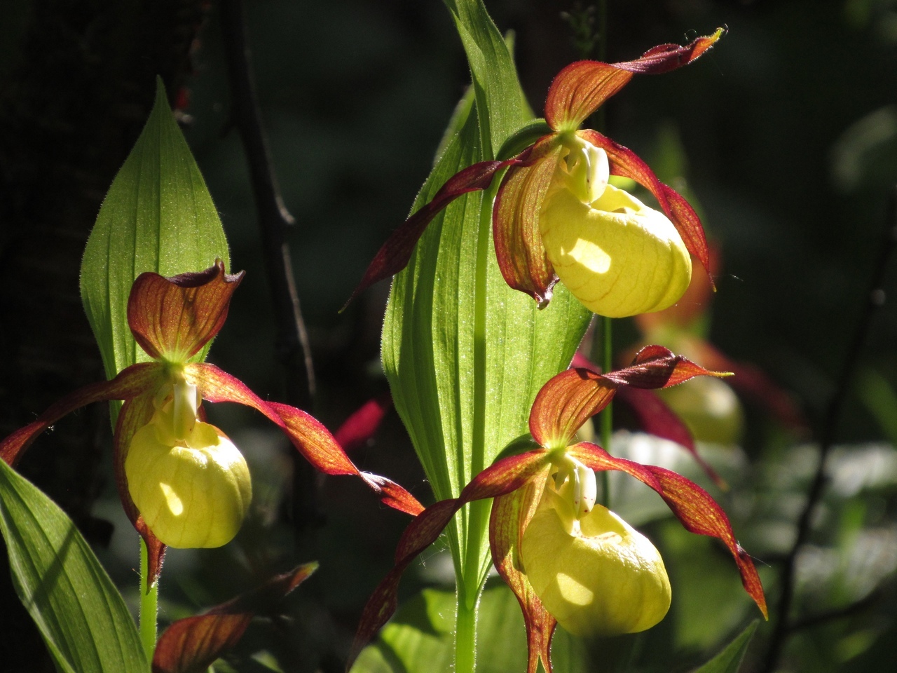 Башмачок жёлтый