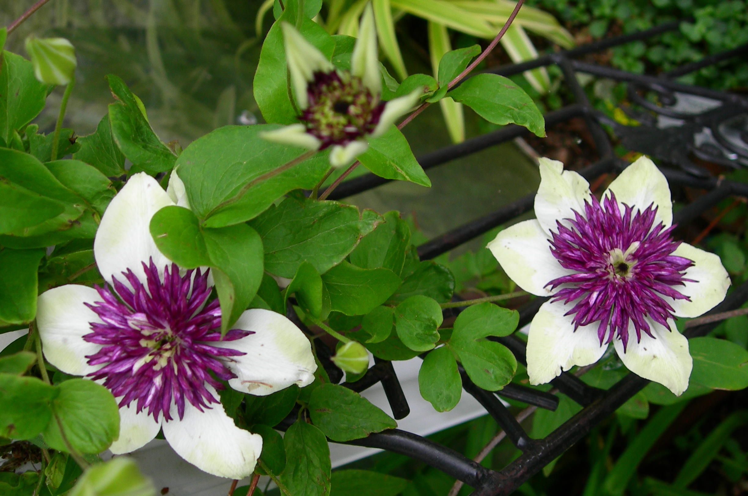 Клематис Флорида