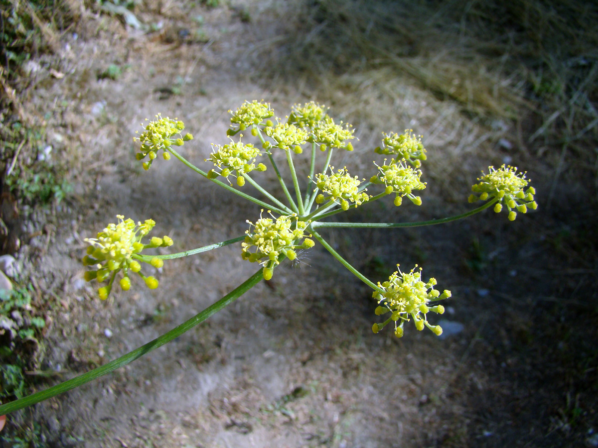 Бедренец разрезной Бедренец разрезной
