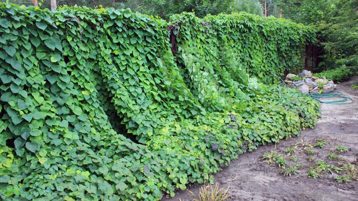 Луносемянник золотистый