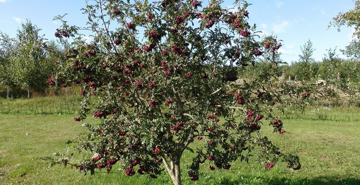Рябина тюрингская