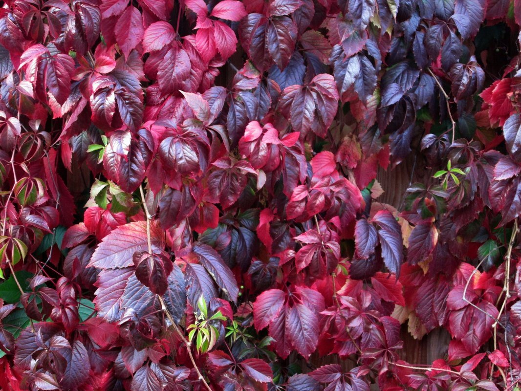 Девичий виноград пурпурный