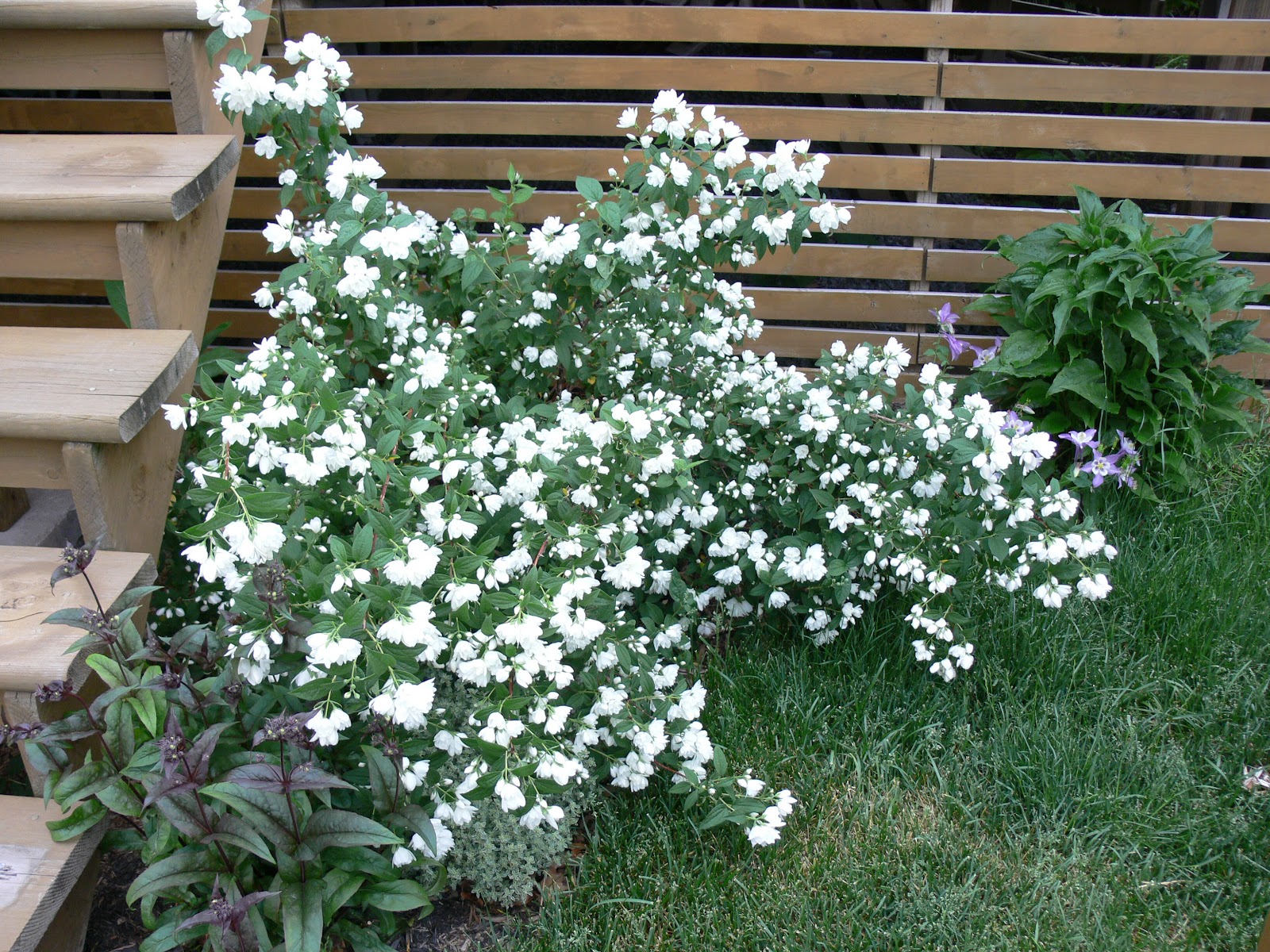 Жасмин карликовый