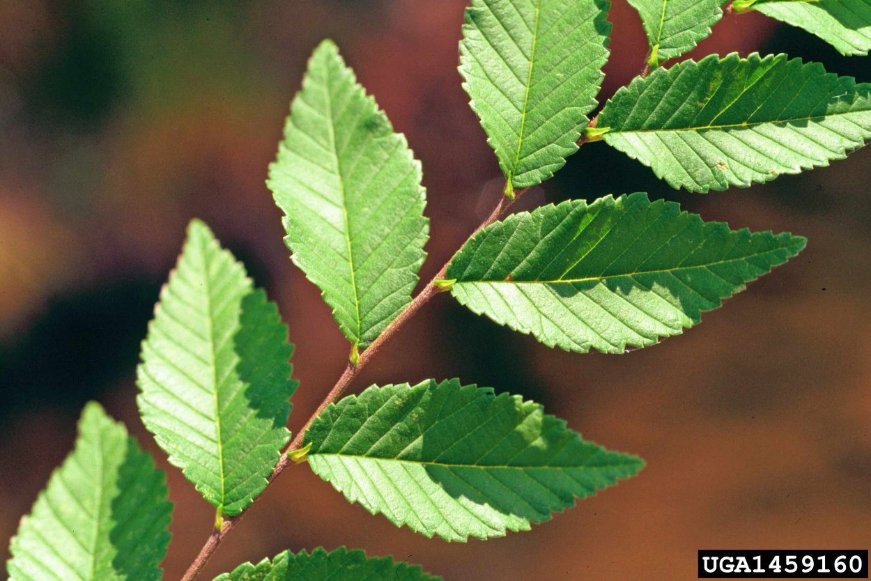 Вяз приземистый