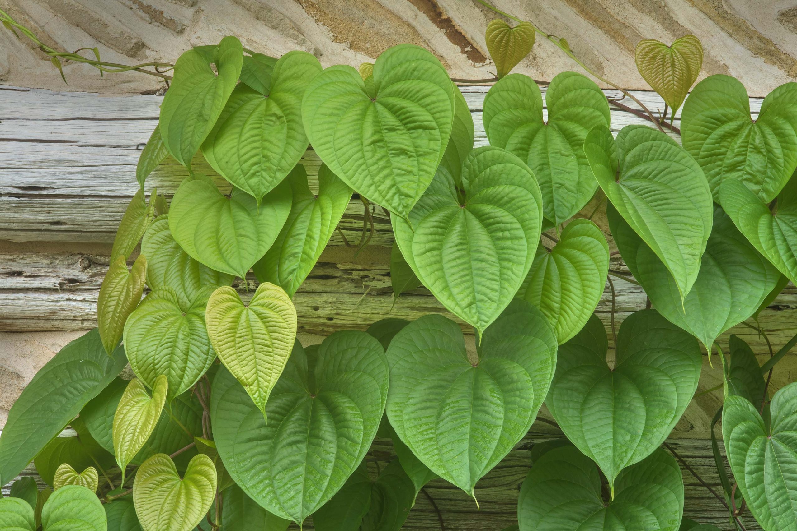 Диоскорея Диоскорея