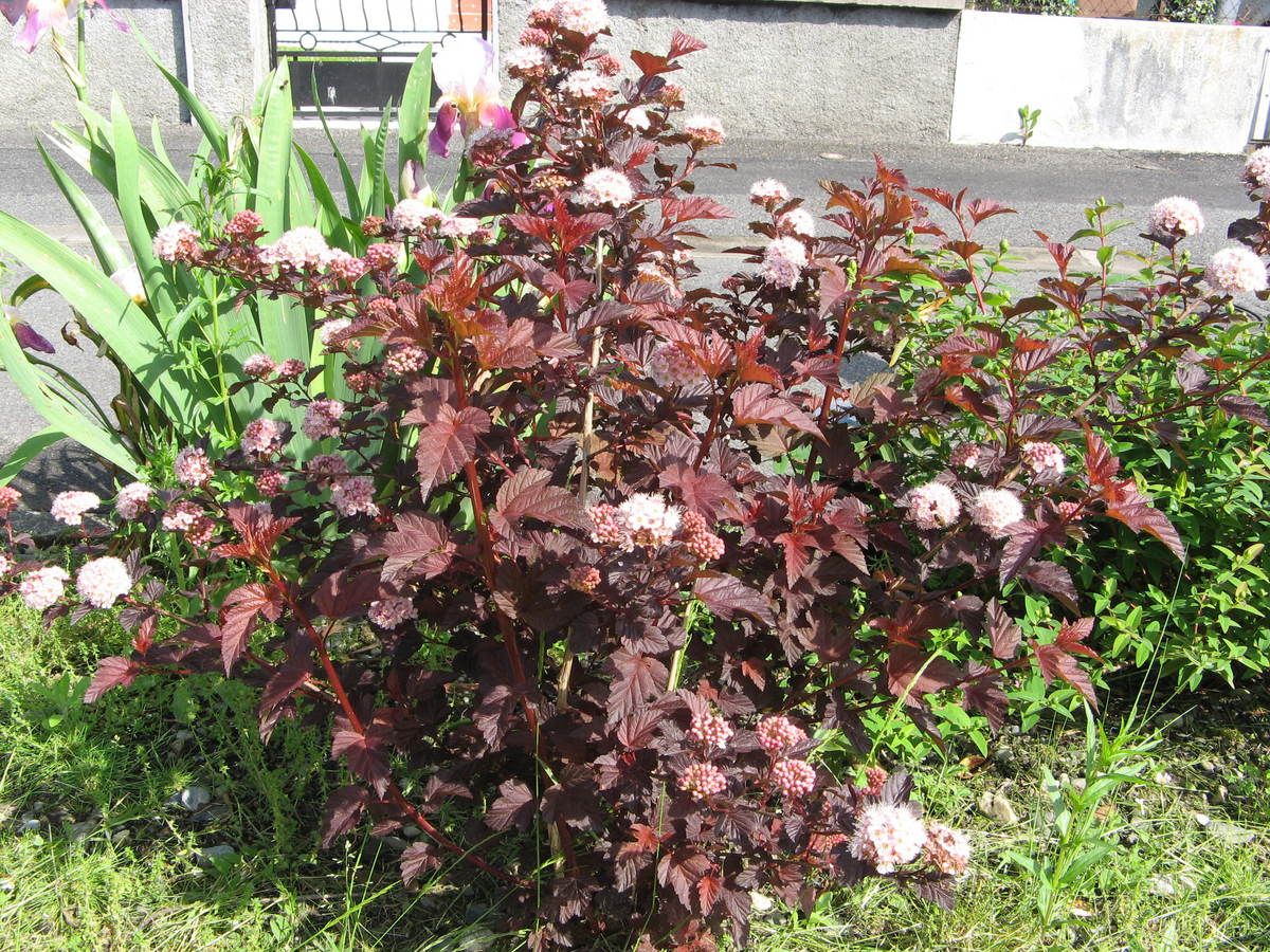 Пузыреплодник сизый