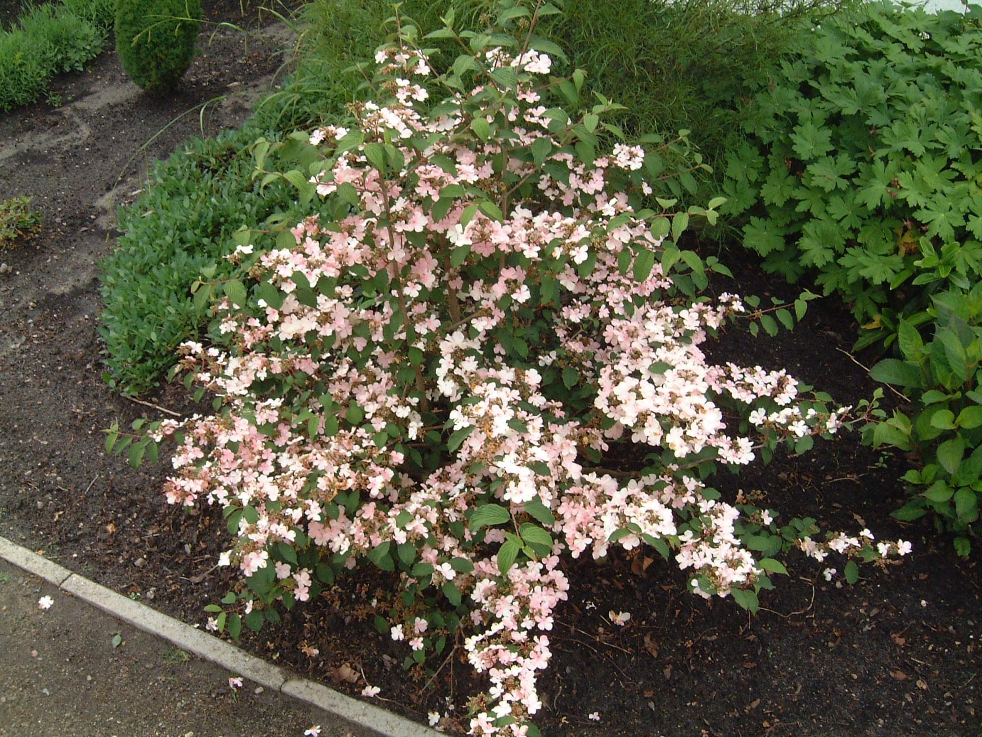 Калина Райта Калина Райта