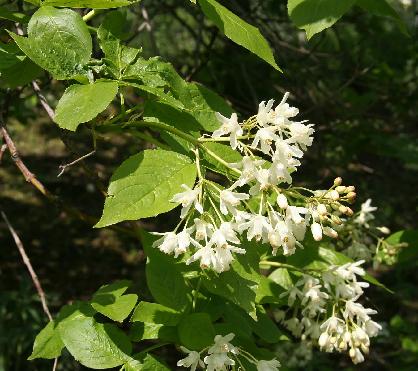 Клекачка Клекачка