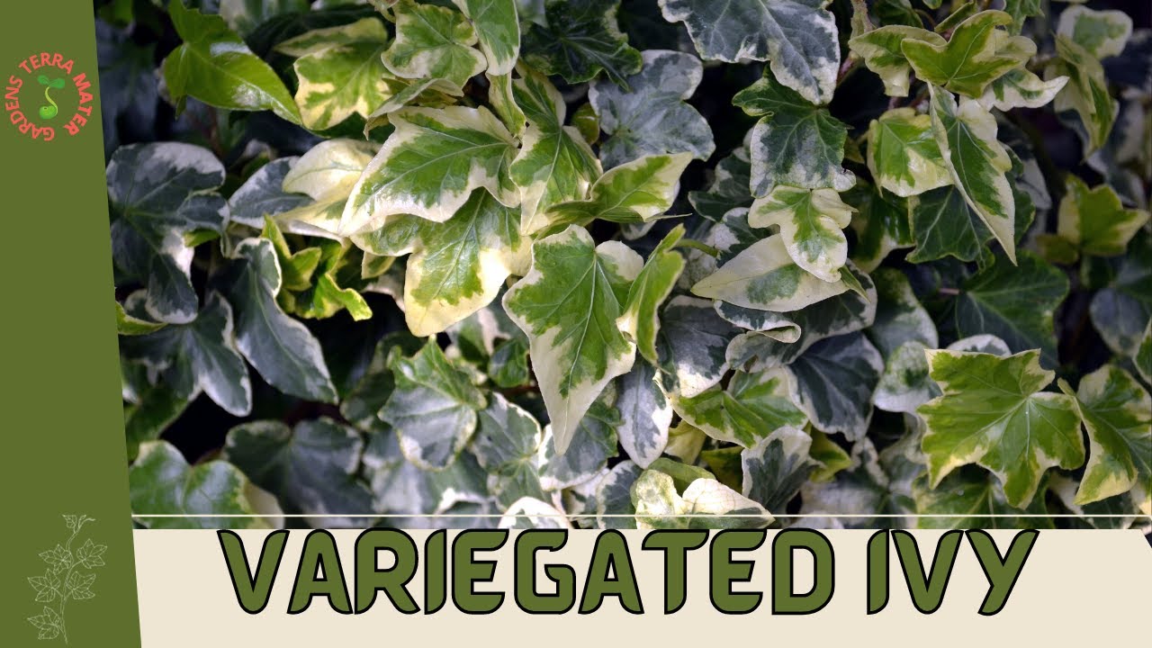 Плющ пестрый