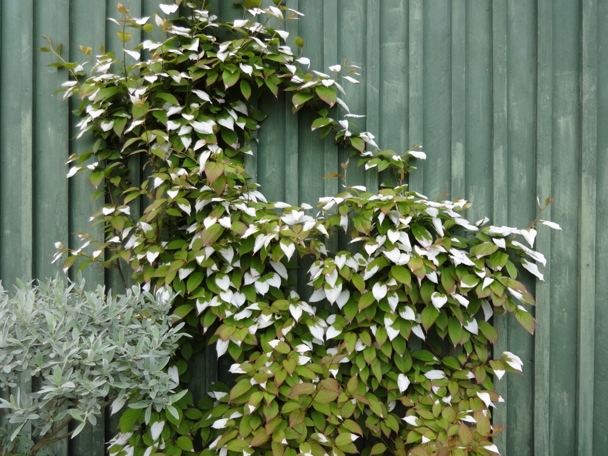 Актинидия полигамная