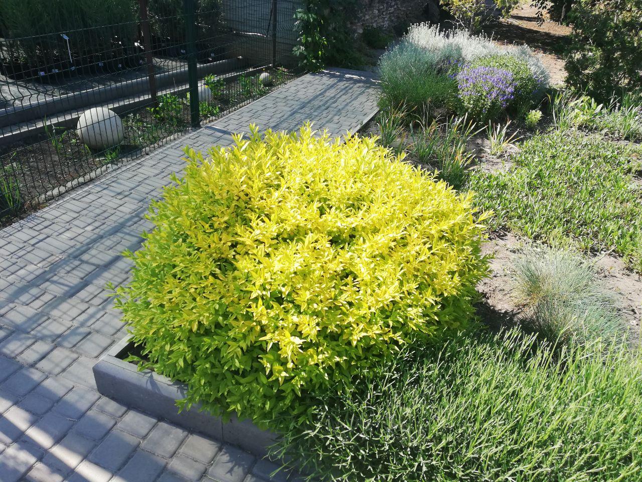 Бирючина плотная Бирючина плотная