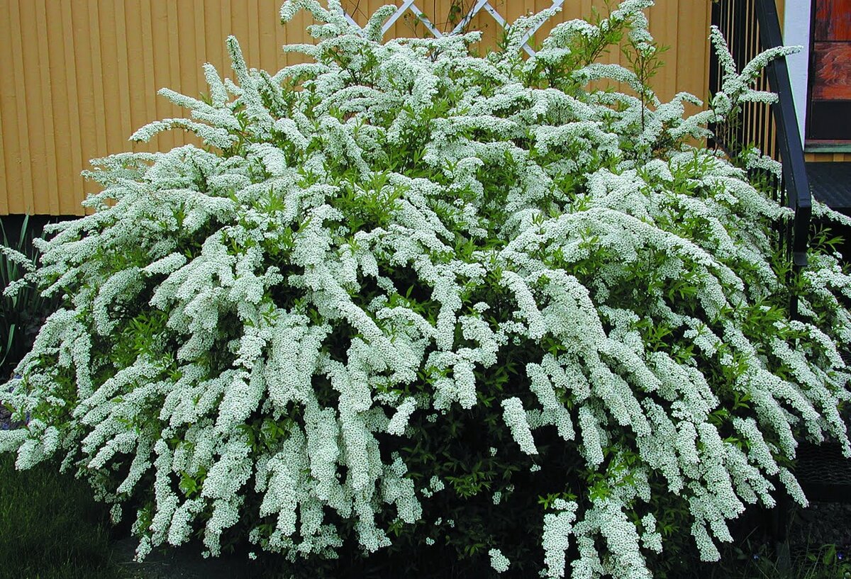 Спирея Спирея