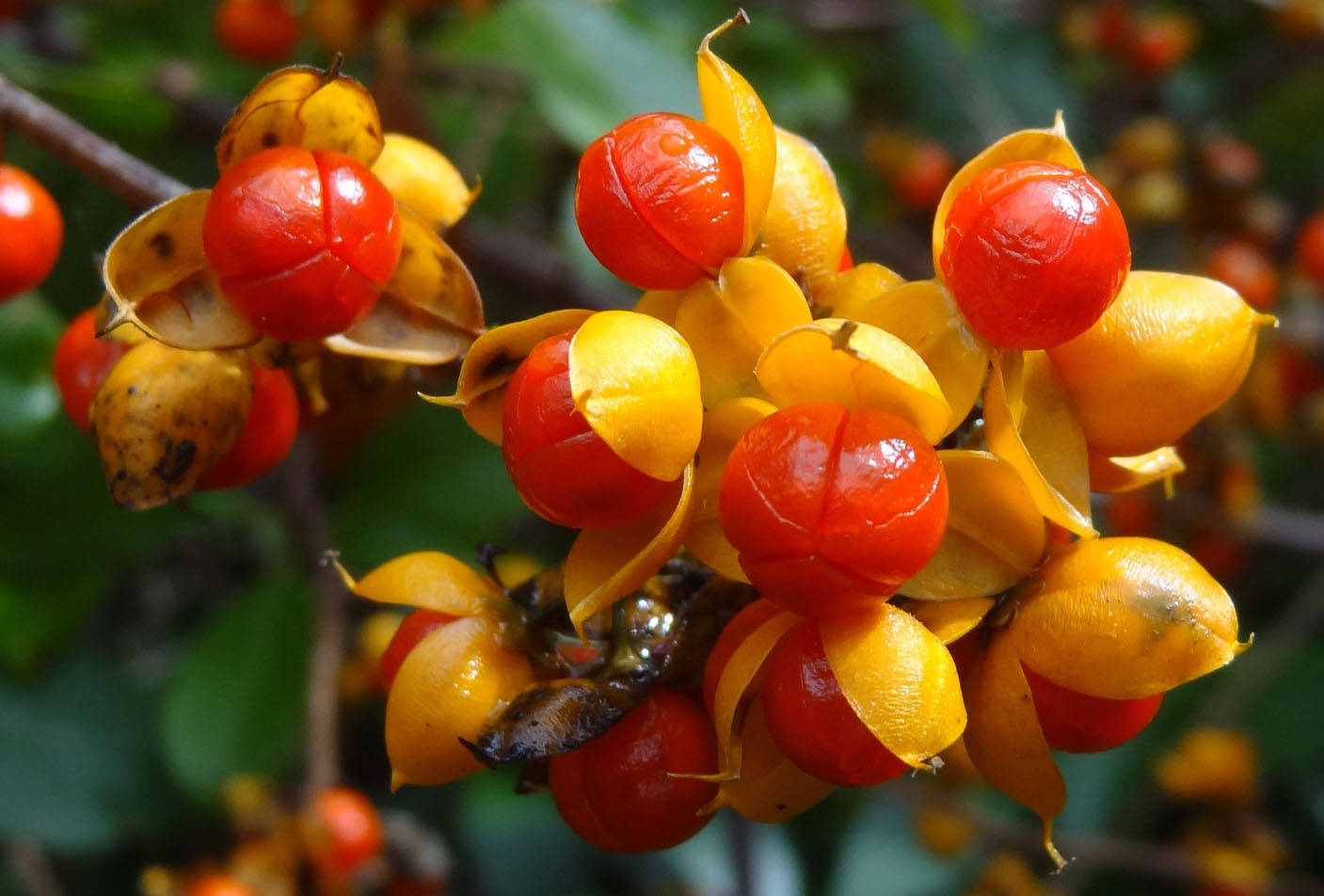 Древогубец угловатый Древогубец угловатый