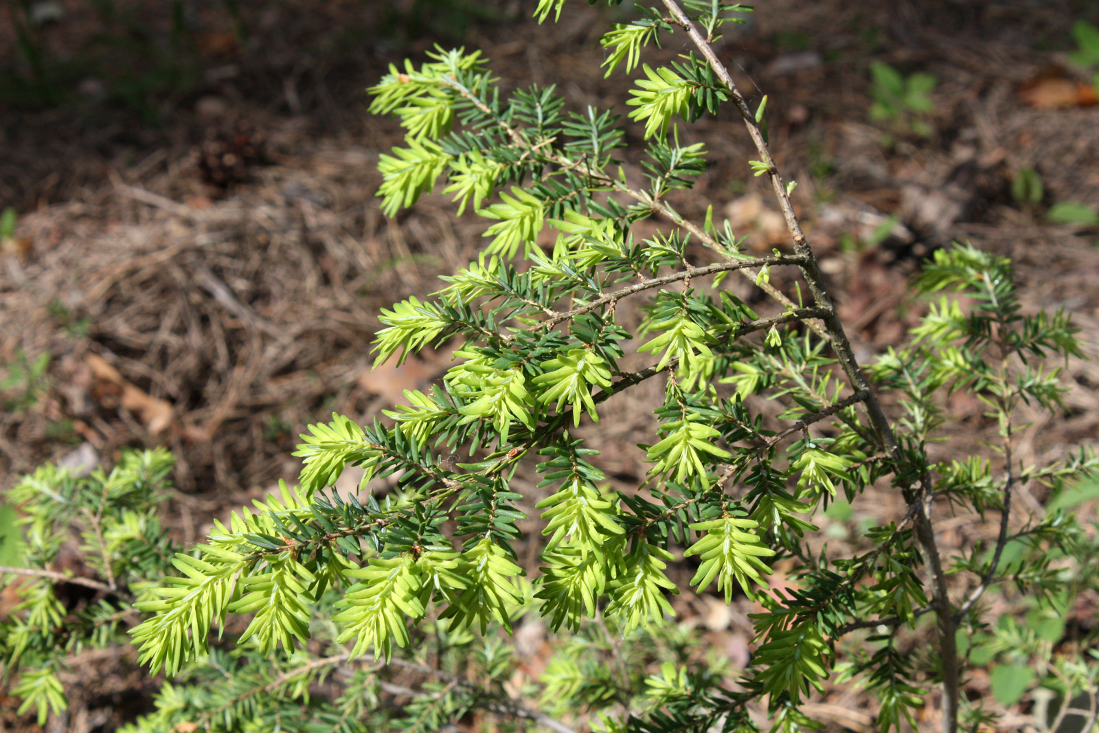 Тсуга Тсуга