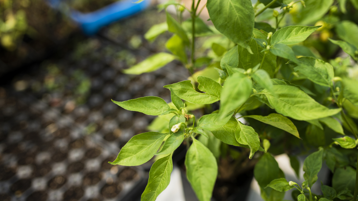 Агава Агава