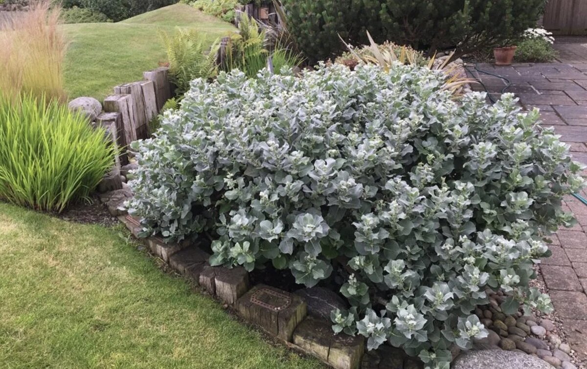 Ива мохнатая