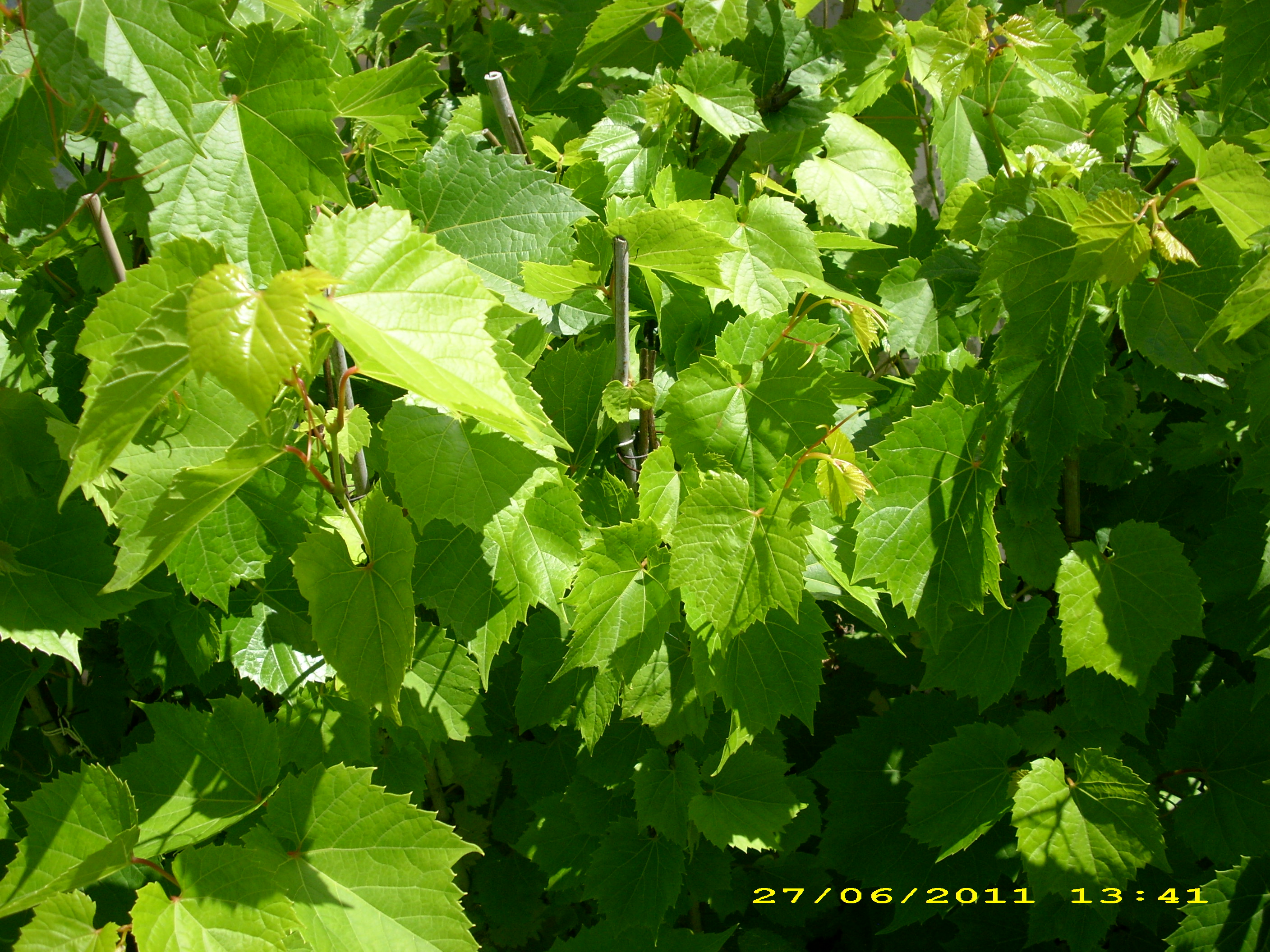 Виноград прибрежный