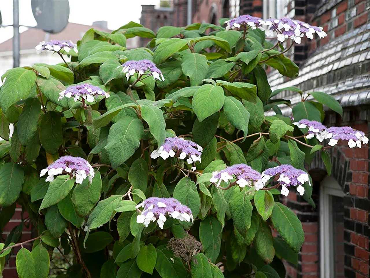 Гортензия шероховатая