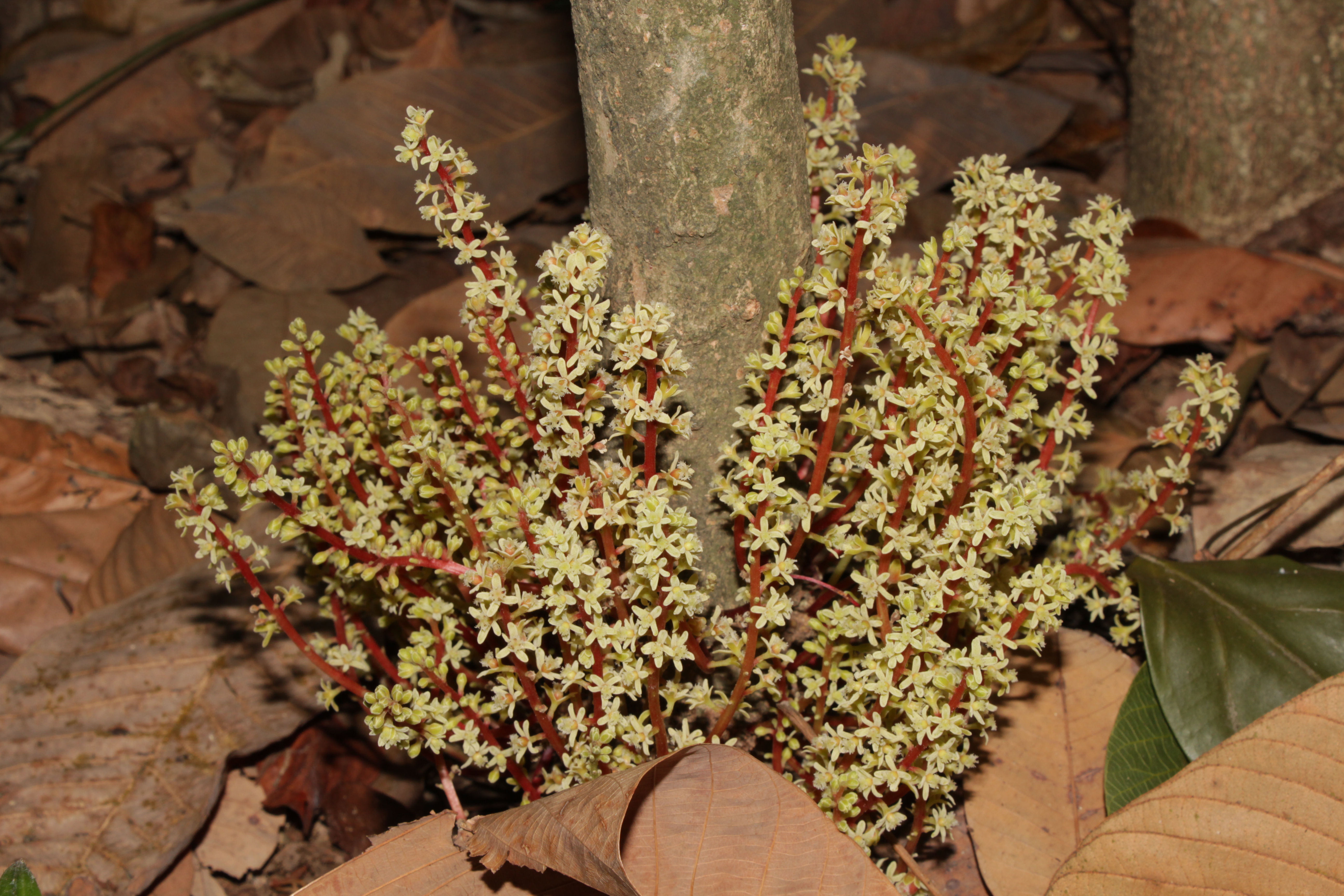 Баккорея вкусная