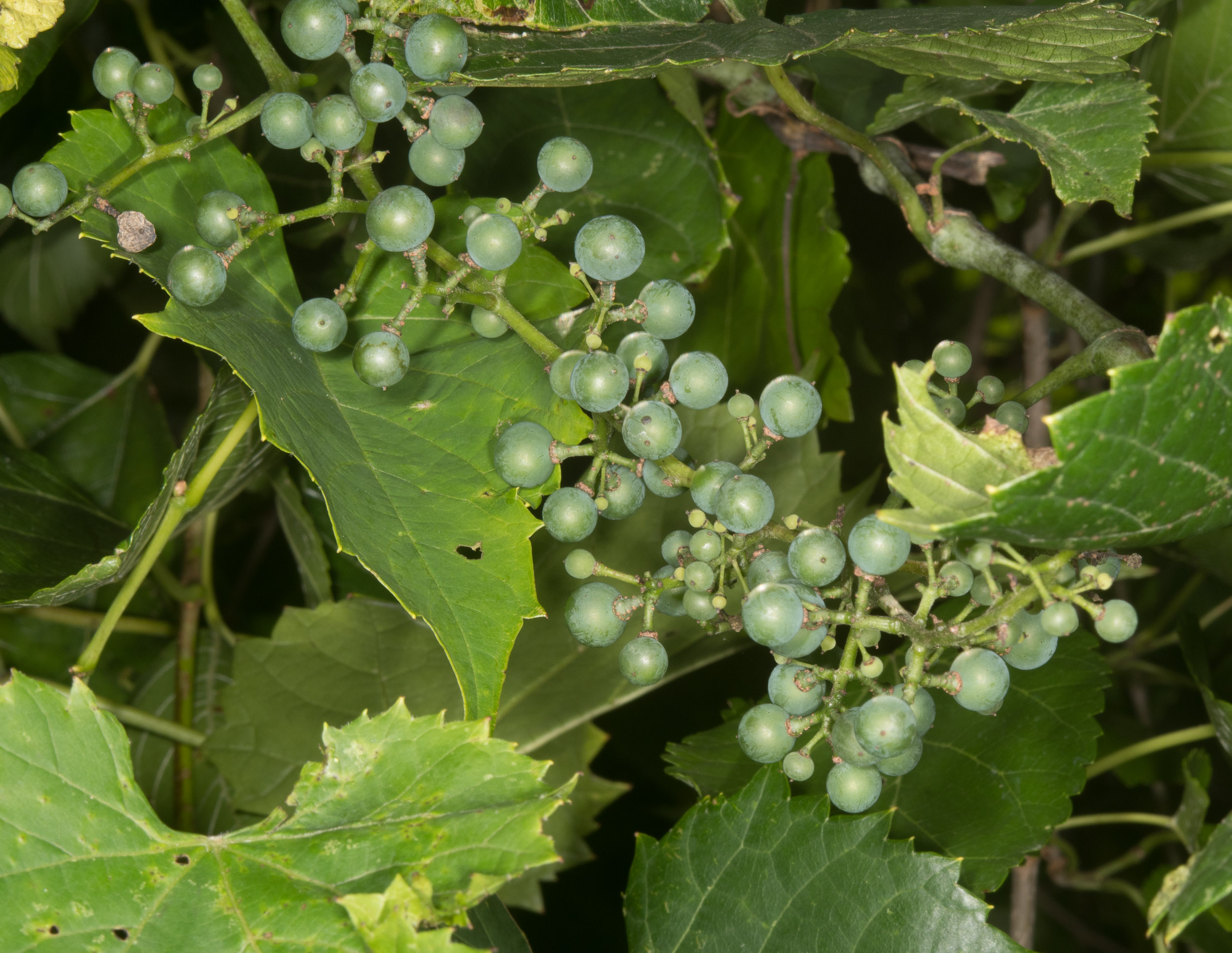 Виноград прибрежный