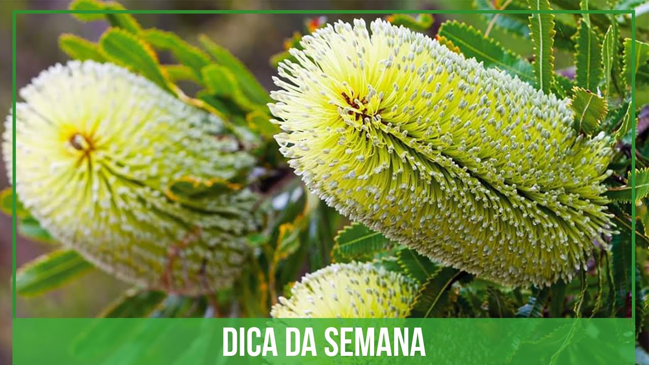 Банксия пильчатая Банксия пильчатая