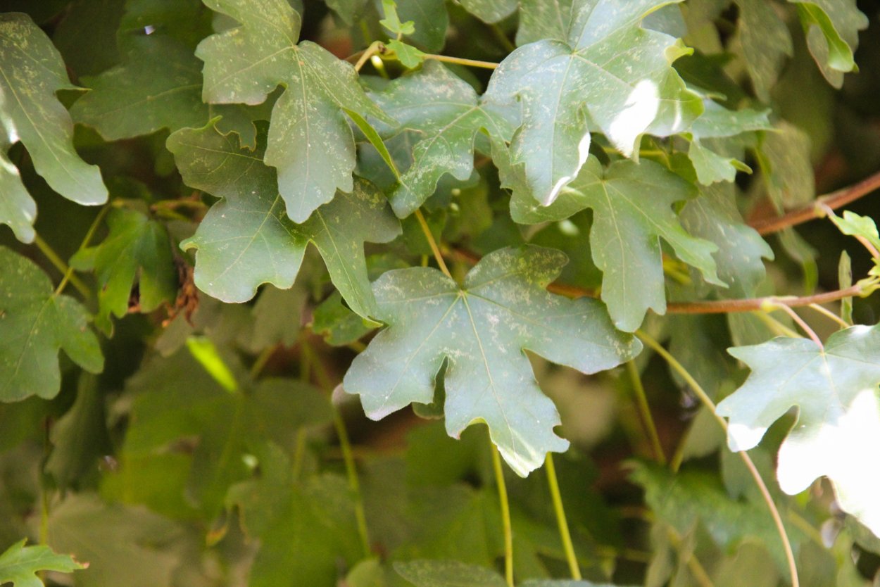 Клён полевой Клён полевой