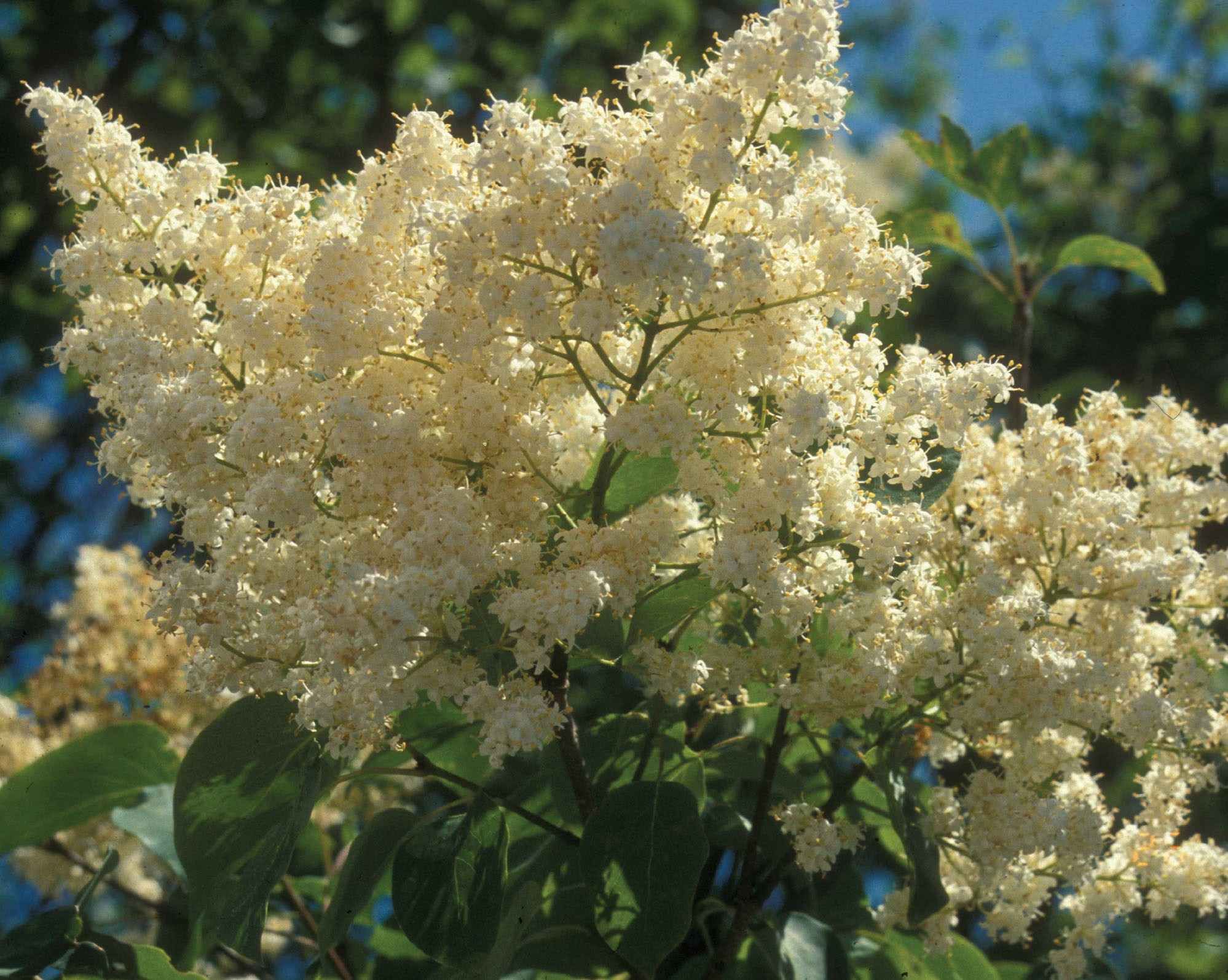 Сирень китайская