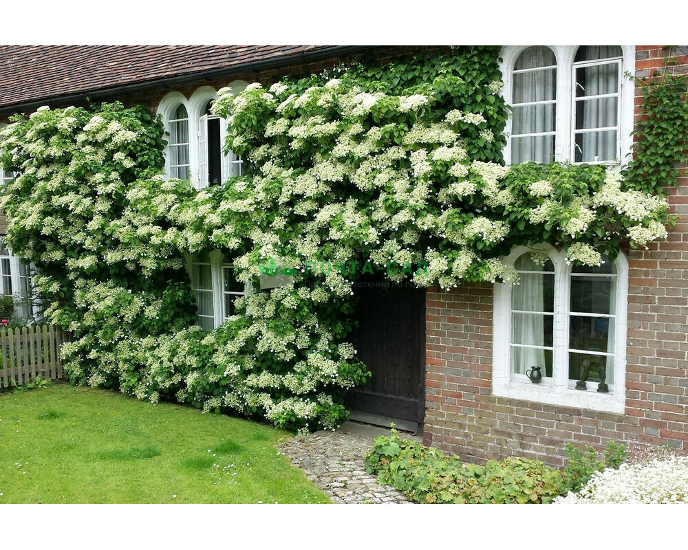 Гортензия черешковая Гортензия черешковая