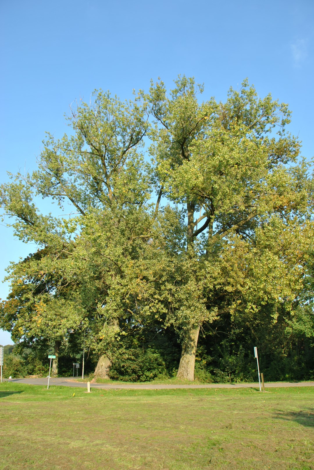 Тополь канадский