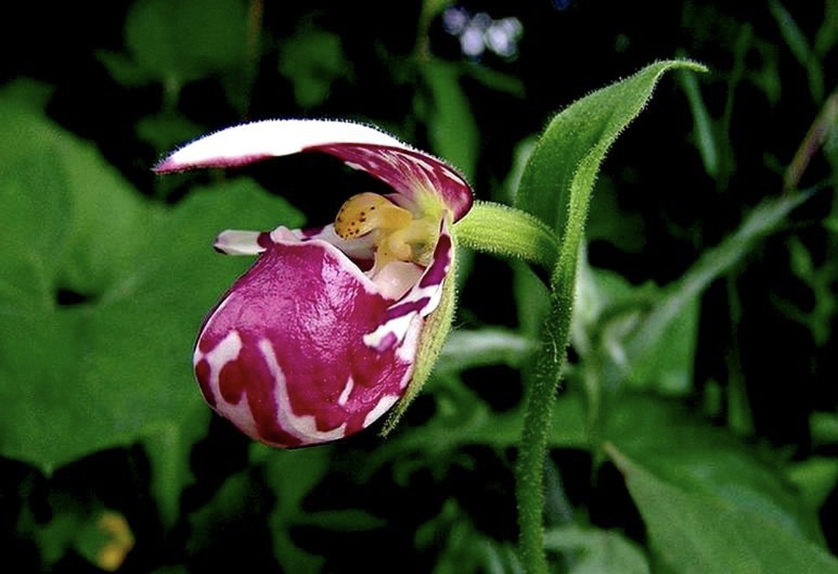 Башмачок капельный