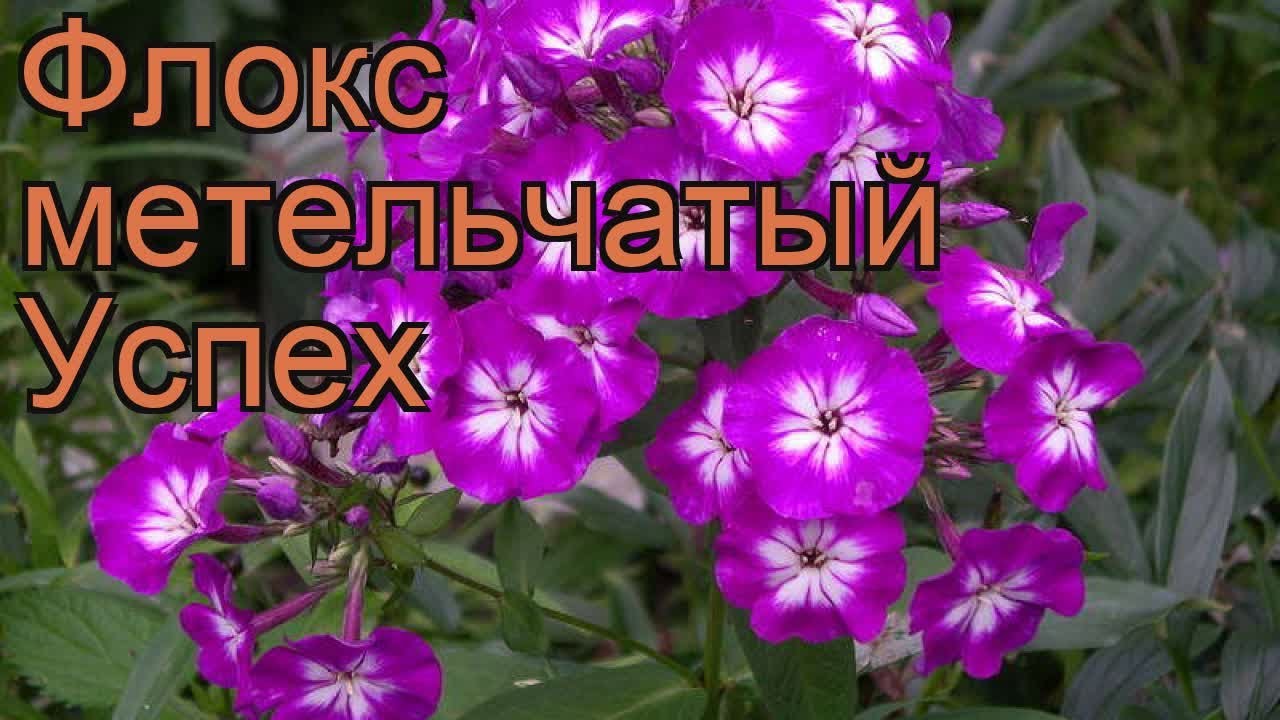 Флокс