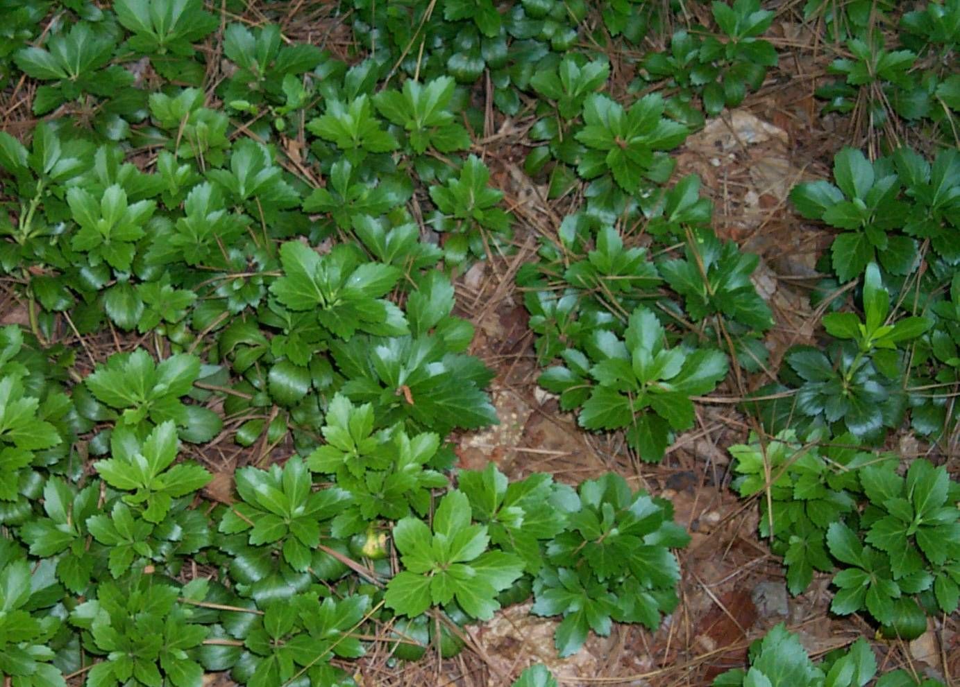 Пахизандра Пахизандра