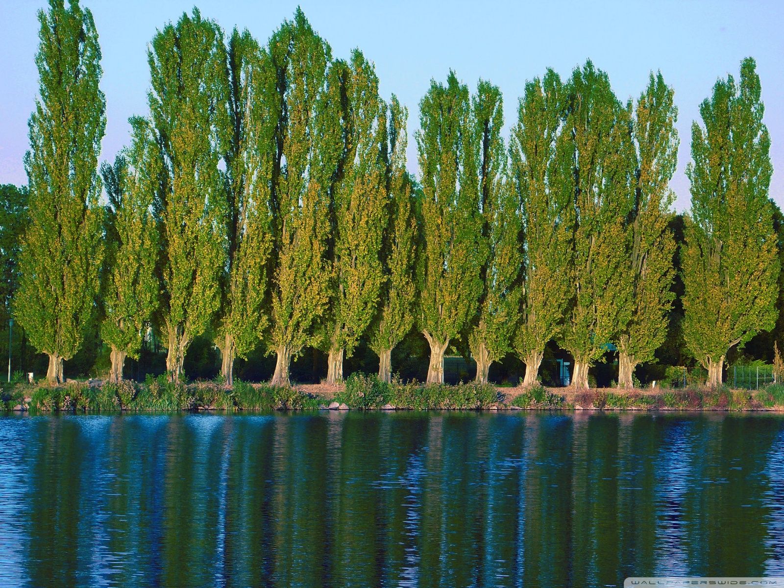 Тополь пирамидальный