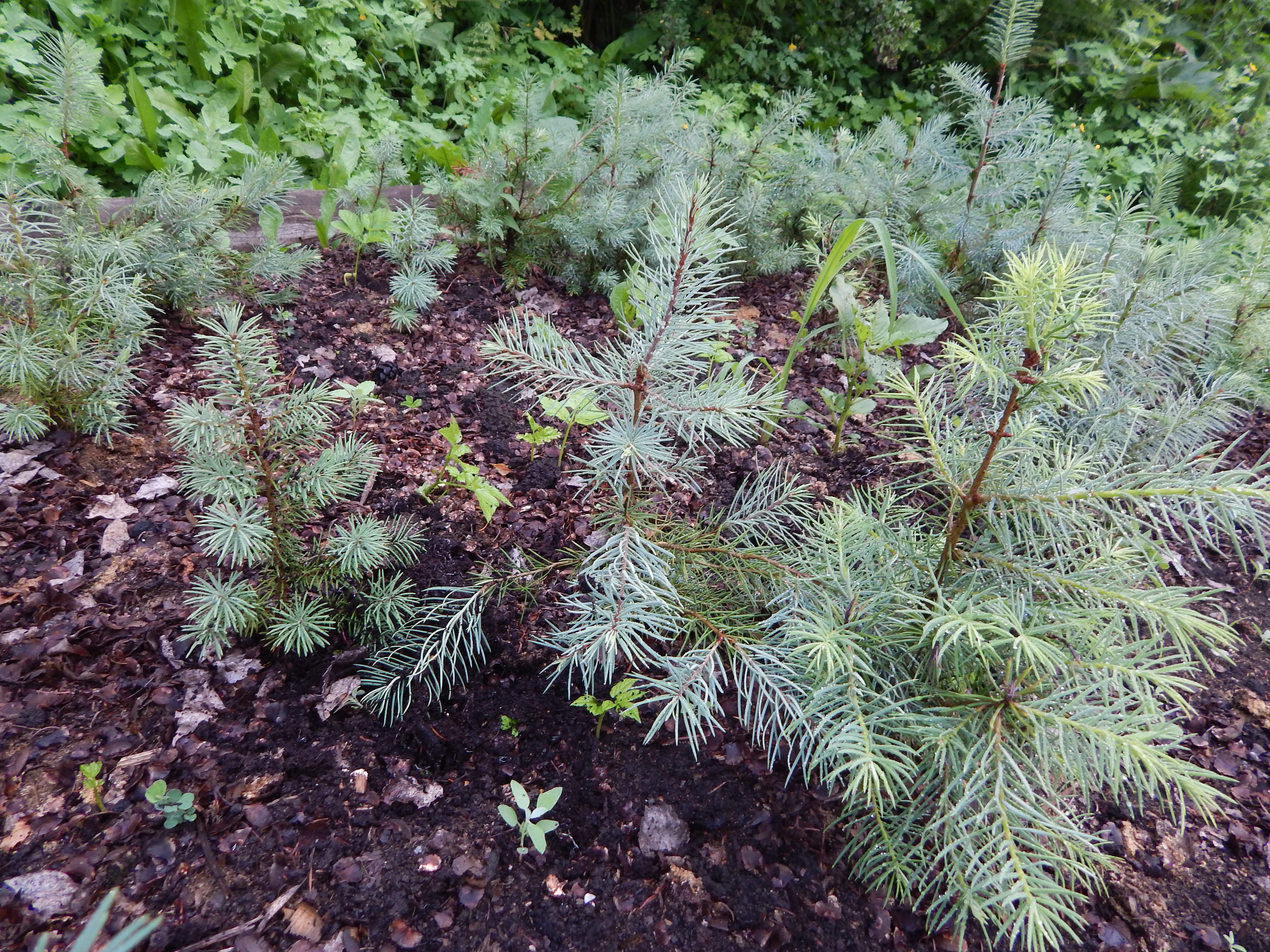 Псевдотсуга