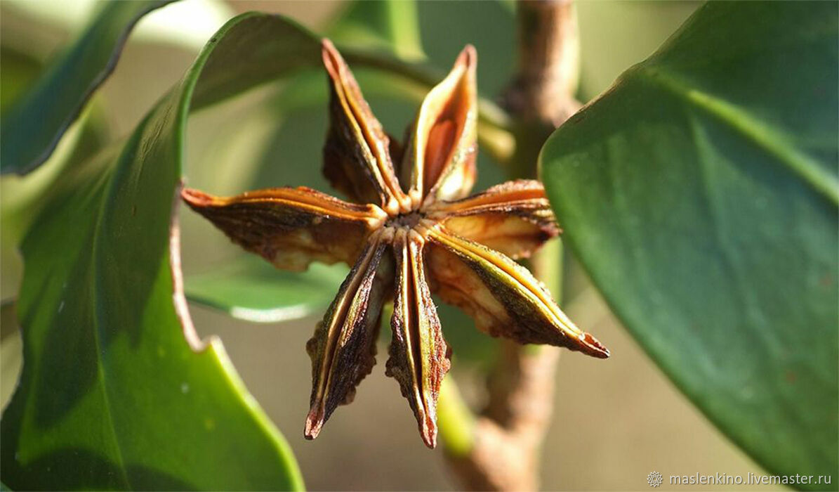 Бадьян настоящий