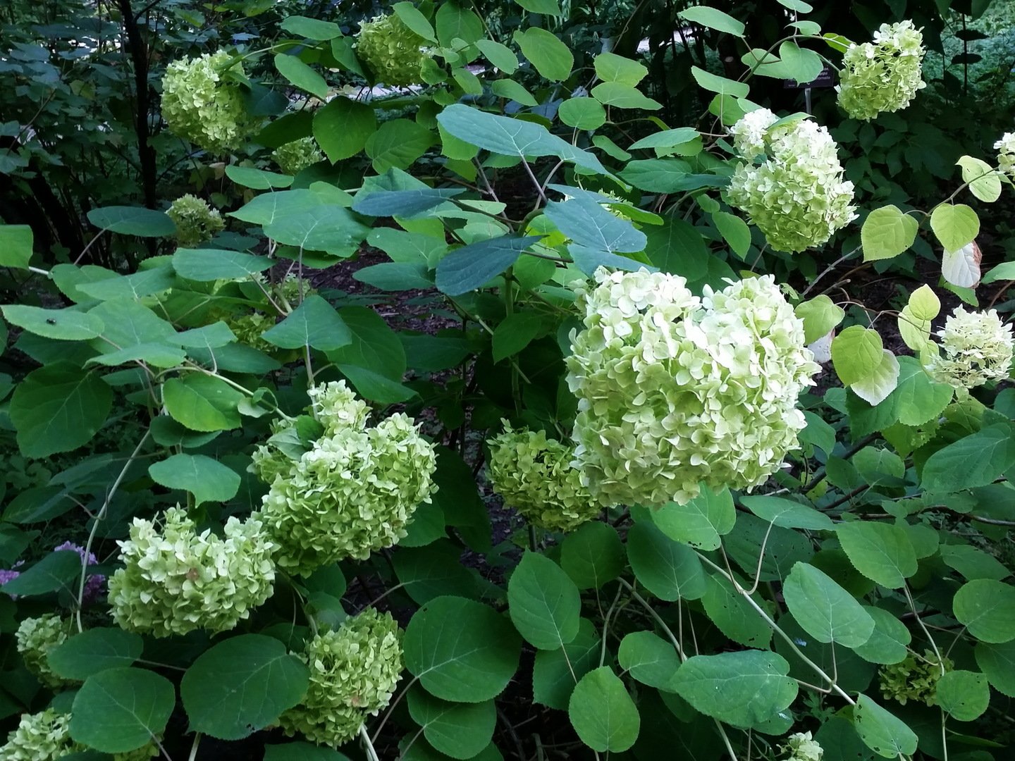 Гортензия пепельная Гортензия пепельная