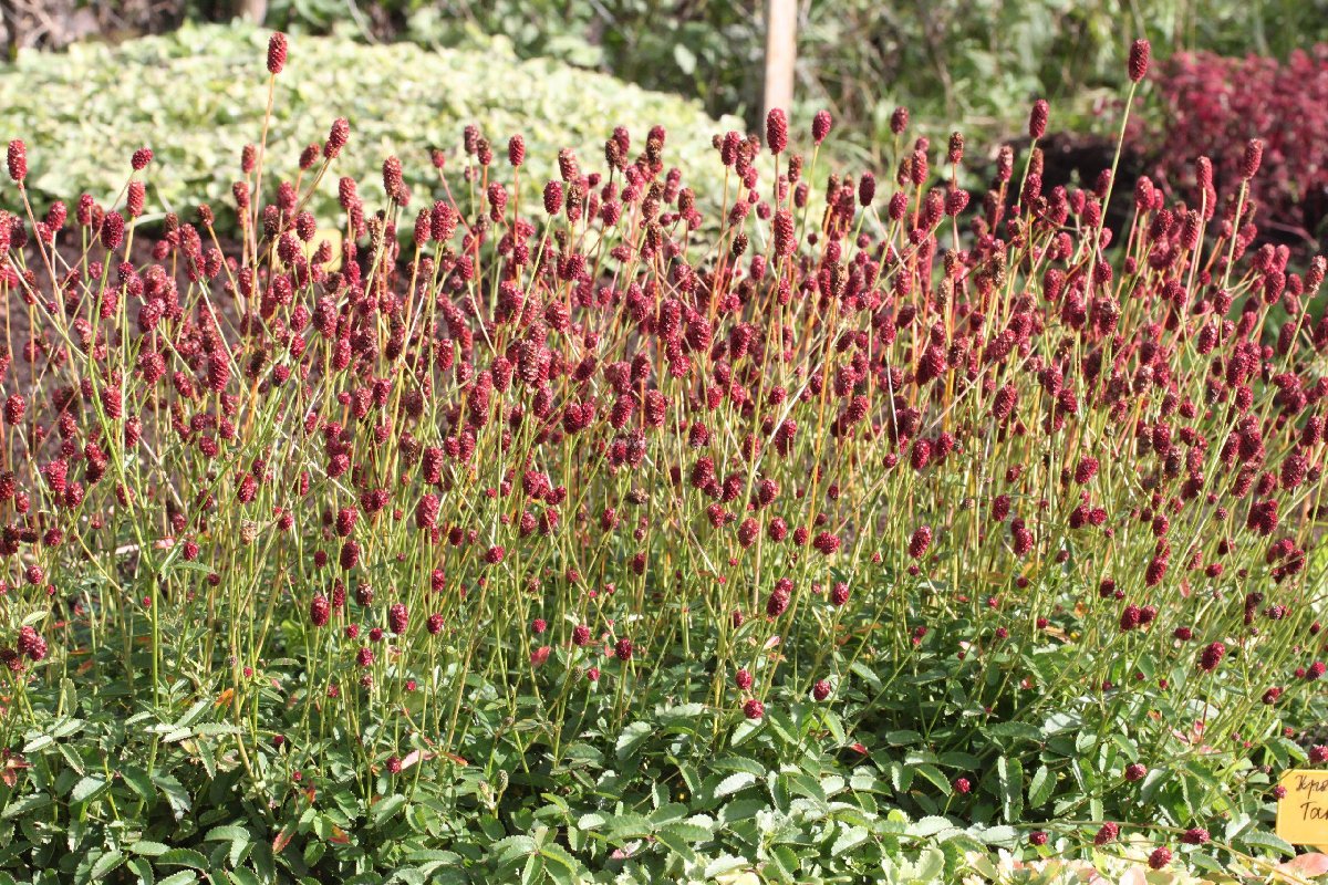 Безвкусница щирицевидная