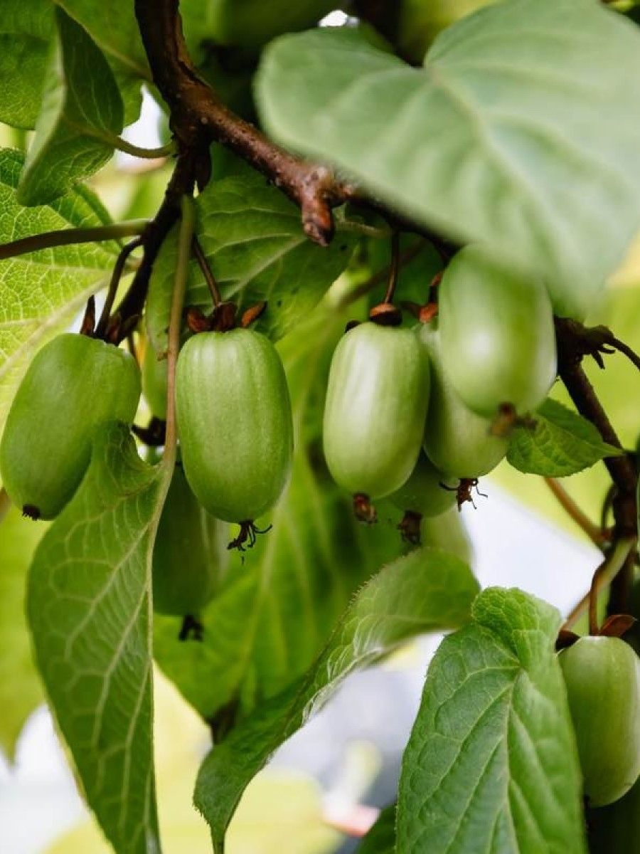 Актинидия melanandra