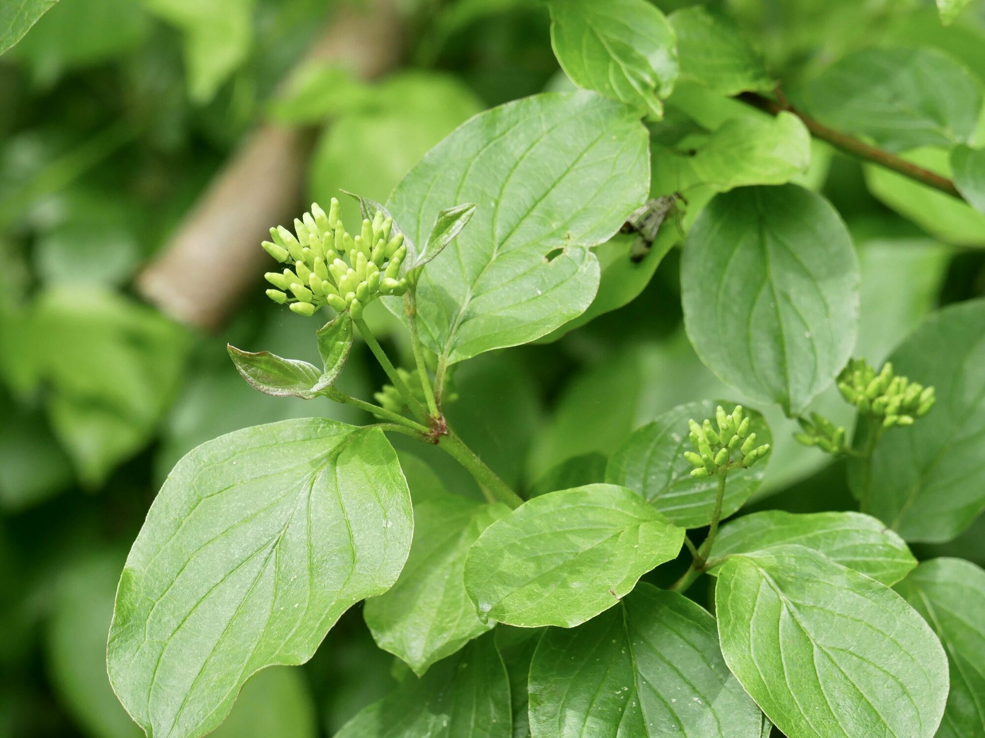 Дерен кроваво-красный Дерен кроваво-красный